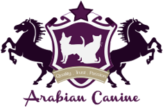 Arabian Canine